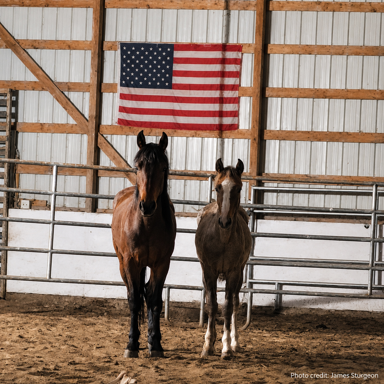 From Wild to Home: A New Chapter Begins for Mustangs in Waterloo