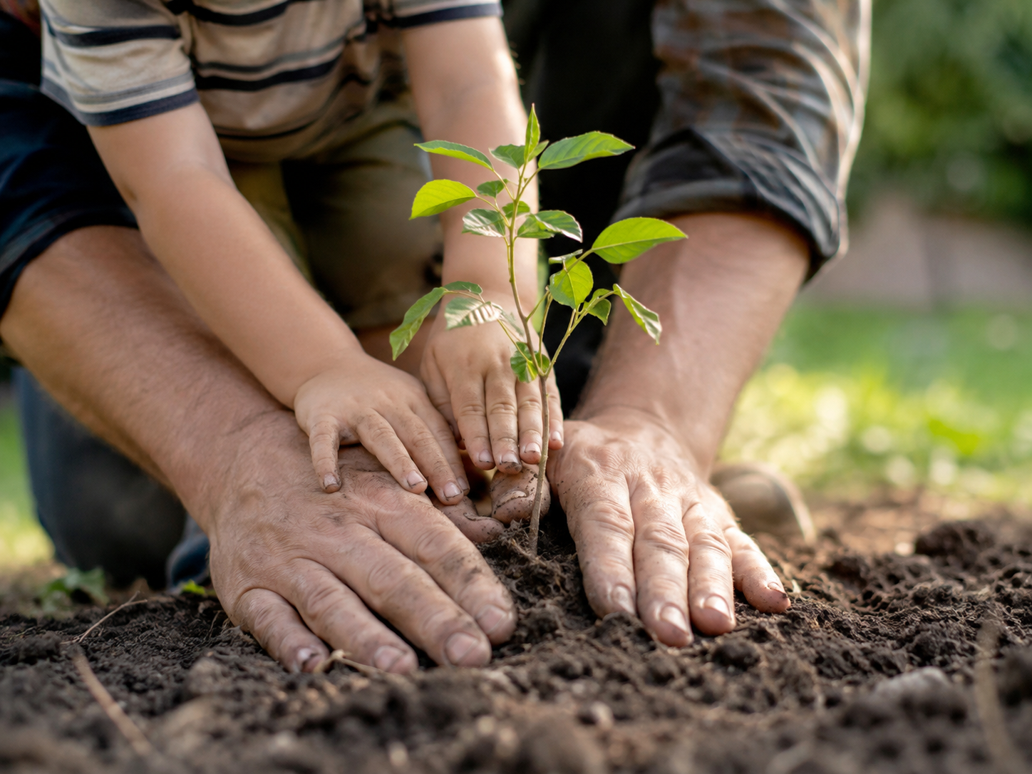 Little Trees Looking for a Place to Grow