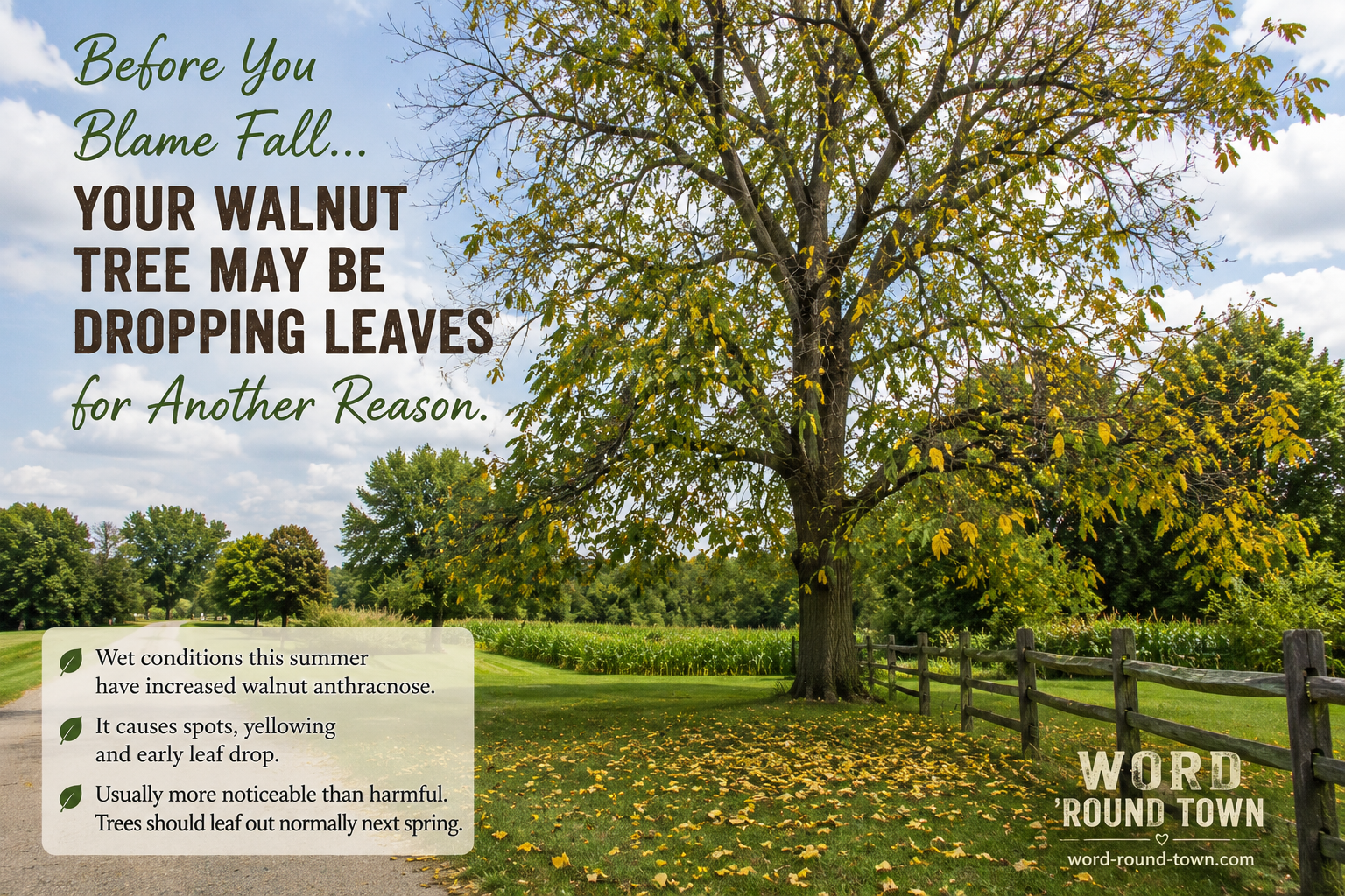 Before You Blame Fall… Your Walnut Tree May Be Dropping Leaves for Another Reason