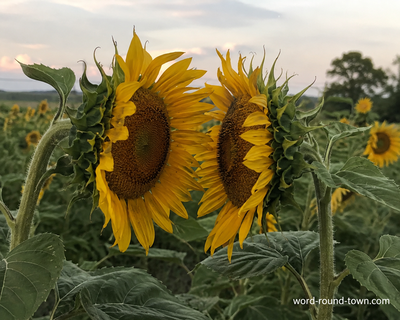 When Sunflowers Lean In